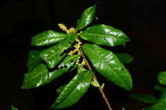Myricaceae