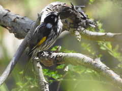 Phylidonyris novaehollandiae