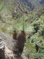 Xanthorrhoea quadrangulata