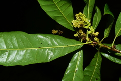 Myricaceae