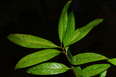 Lithocarpus
