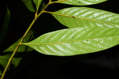 Lithocarpus