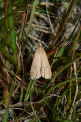 Sedenia cervalis