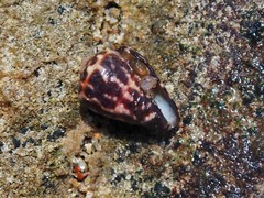 Conus chaldaeus