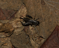 Gryllus