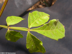 Paullinia pinnata image