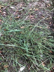 Amphibromus fluitans