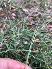 Amphibromus fluitans