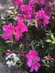 Rhododendron pulchrum phoeniceum