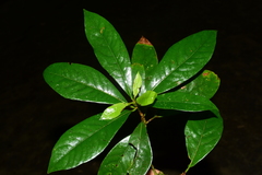 Machilus bokorensis