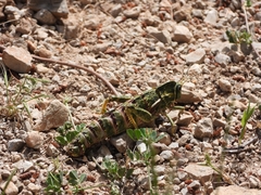 Pamphagus marmoratus