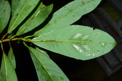 Machilus bokorensis