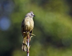 Pycnonotus flavescens