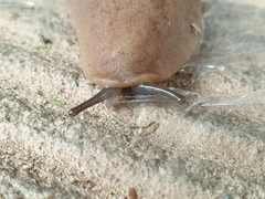 Laevicaulis natalensis natalensis