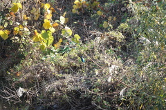 Alcedo atthis