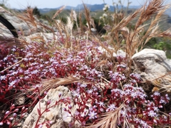 Sedum caeruleum