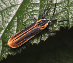 Rhinotia marginella