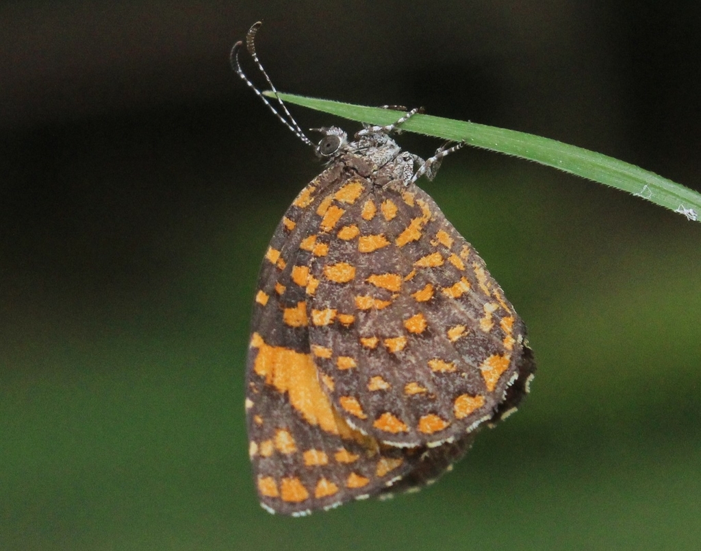 Bordered Mottled Buff