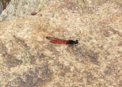 Chlorocypha consueta