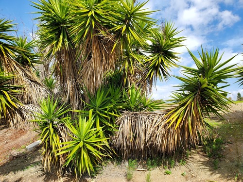 Yucca gigantea