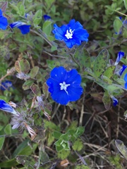 Evolvulus glomeratus