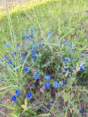 Evolvulus glomeratus