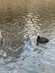 Fulica atra