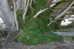 Chenopodium nutans nutans