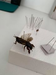 Gryllotalpa australis