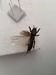 Gryllotalpa australis