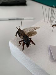 Gryllotalpa australis