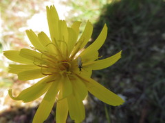Microseris borealis