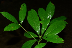 Machilus
