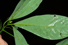 Machilus