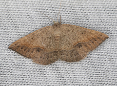 Taxeotis perlinearia