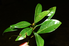 Machilus