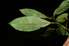 Machilus