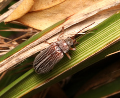 Dascillidae