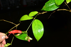 Aeschynanthus