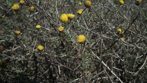 Image of Pentzia incana by (c) Shaun Swanepoel, some rights reserved (CC BY)