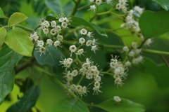 Ehretia laevis
