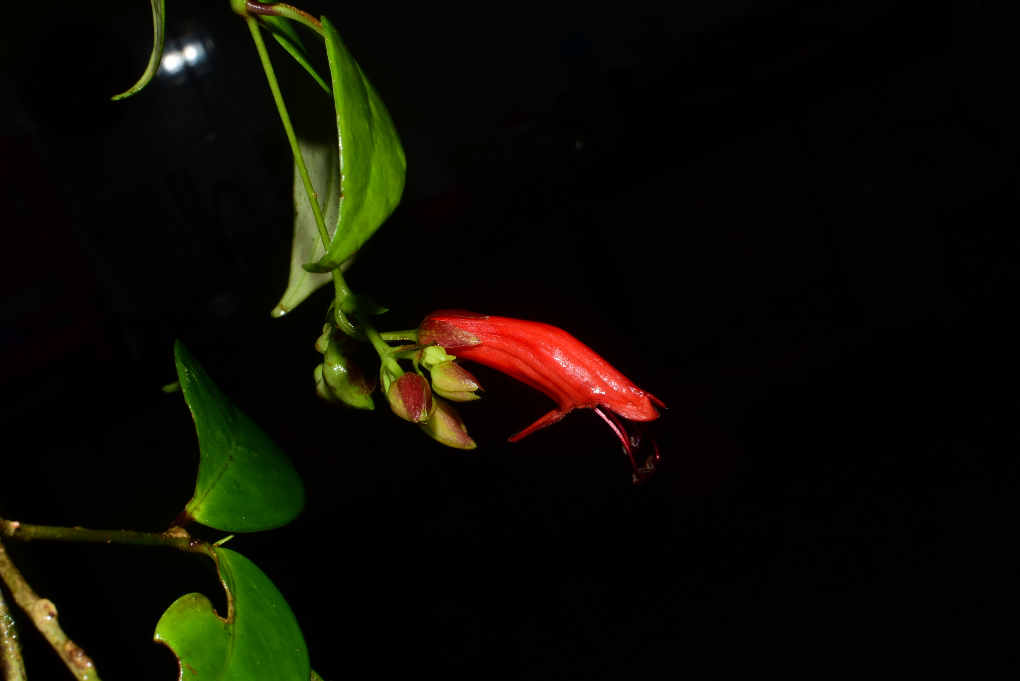 Aeschynanthus pedunculatus