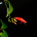 Aeschynanthus pedunculatus - Photo (c) ytt, some rights reserved (CC BY-NC), uploaded by ytt