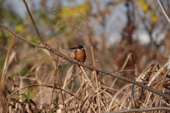 Alcedo atthis bengalensis