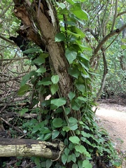 Epipremnum aureum