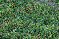 Chenopodium nutans nutans