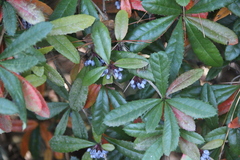 Berberis wallichiana