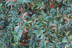 Berberis wallichiana