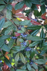 Berberis wallichiana