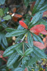 Berberis wallichiana